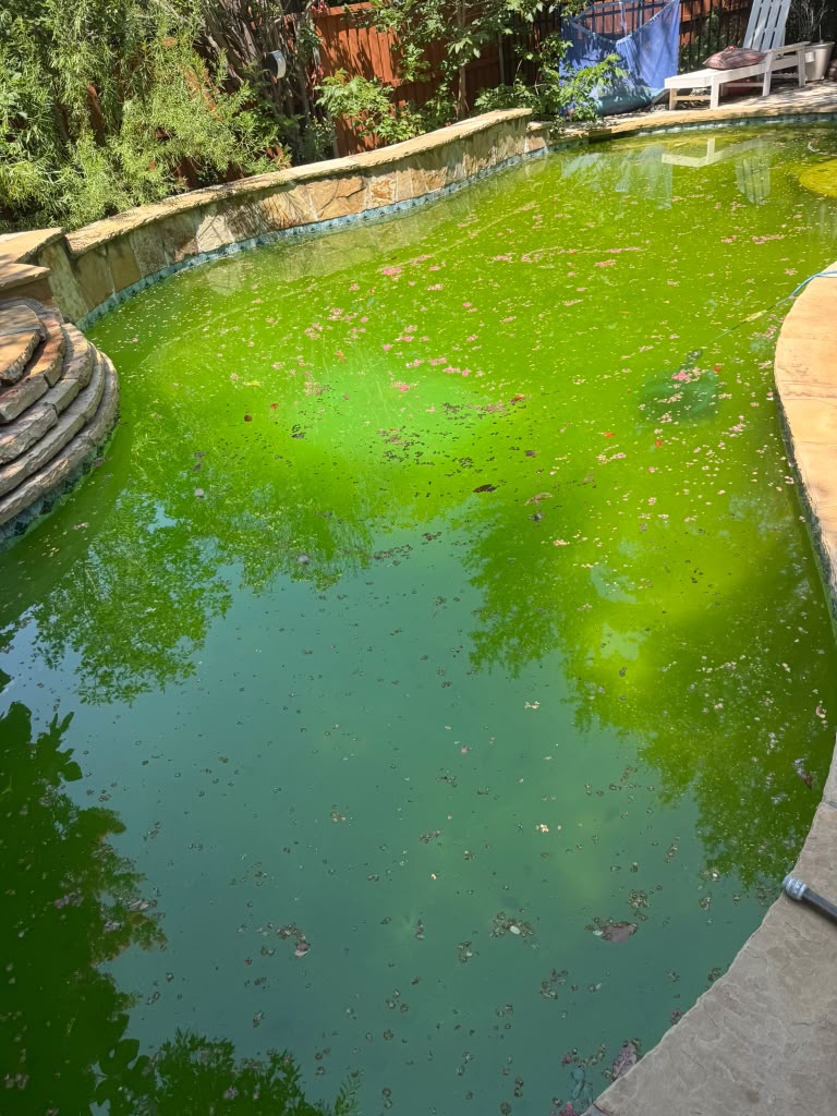Backyard pool with green water and floating debris before recovery